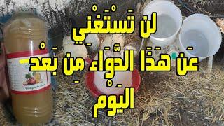طريقتي في وقاية وعلاج الدجاج طبعيا بدون أدوية بيطرية