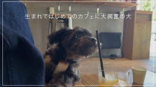 生まれてはじめてカフェに行くチワプー【犬Vlog】