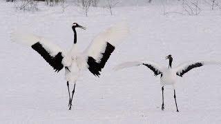 タンチョウの舞い Japanese Crane Dance ( Shot on RED EPIC High-speed )