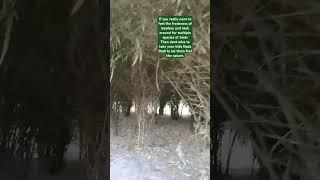 Badey Kadam aur khushi bhare pal. Hara Bhara Bio Diversity park Noida