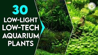 30 Best Low Light Low Tech Freshwater Aquarium Plants for Beginners | Low maintenance Aquatic Plants