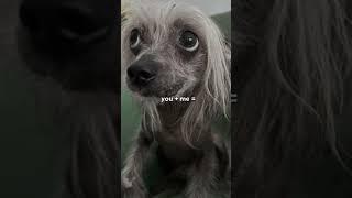 🩷🫵 My tik tok is AnastasiaAkopjana #cute #pets #chapik #bonya #fun #funny #cutedogs