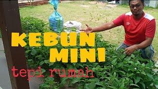 [Episod53] kebun mini tepi rumah. petik terus masak, terus makan.