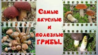 Какие грибы самые вкусные и полезные.