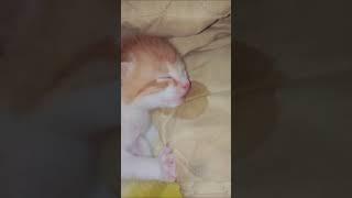 gatito dormido babea la almohada