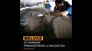 Morski biolozi premjestili su par beluga iz ukrajinskog grada Harkiva u Valenciju