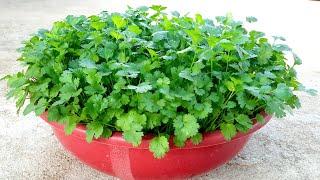 how to grow coriander in summer season | coriander growing tips