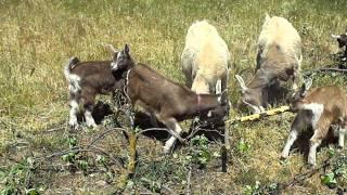 Toggenburg dairy goat herd