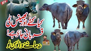 Eid Special | Bhains ki Qurbani jaiz hai? | Behns Ki Qurbani Ka Hukam | بھینس کی قربانی کرنا کیسا ؟