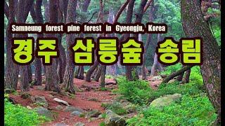 경주여행/ 경주 삼릉숲 송림 /Samneung forest pine forest in Gyeongju, Korea/