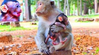 Unfortunately! Cutie Baby Monkey Really Be Changing Confused Mother Monkey For A Long Times...!