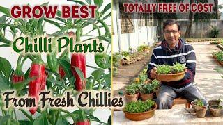 Grow Best Chilli Plants from your Kitchen Chillies Absolutely free of cost