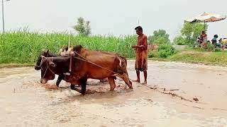 Cow Working in Mud Bullock Cart | Cow Shed Old Punjab Cow Working #villagestylepk