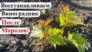 Как ВОССТАНОВИТЬ ВИНОГРАД После МОРОЗОВ / СПАСАЕМ Новые МОЛОДЫЕ ПОБЕГИ!