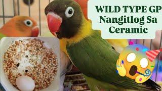 Vlog541 Wild Type GP Nangitlog Sa Ceramic Dito Malabon Pet Market 