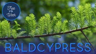 Tree of the Week: Baldcypress