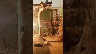 Patna Zoo Sap Ghar Ka Ajgar #Snake #Patna Zoo Ghar #shorts #short #trending #viral #vlogs