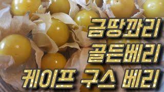 골든베리 금땅꽈리 케이프구스베리 재배방법과 효능 그리고 보관방법 golden berry