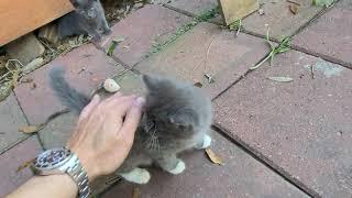 Fluff Ball rolls over and shows her belly for the first time !!