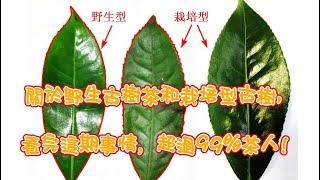 一起學懂普洱茶:關於野生茶和栽培型古樹茶，看完這期視頻，超過99%茶人。