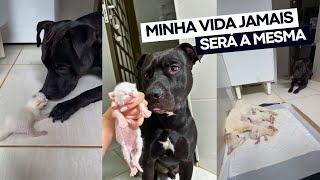 UMA SEMANA QUE MINHA VIDA MUDOU PARA SEMPRE  ganhei 4 irmãos gatinhos 