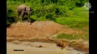 Inexperienced Young Elephant chasing A big Male Tiger.
