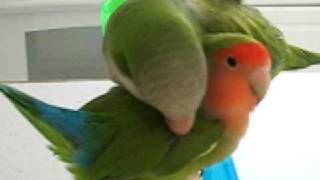 Pico the Quaker Parrot preening Lovebird