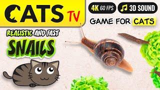 CATS TV - Realistic snails for cats  [Hide & Seek] 4K   [4K]