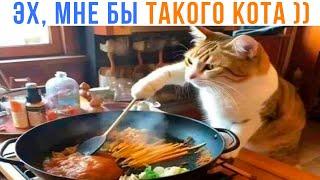 ЭХ, МНЕ БЫ ТАКОГО КОТА ))) Приколы с котами | Мемозг 1610