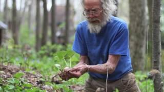 Asarum canadense (Wild Ginger)