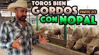 CONOCE A FONDO LOS BENEFICIOS DEL NOPAL en la crianza de ganado CHAROLAIS 100% PURO