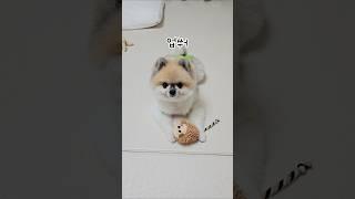 이름없는 강아지 ㅋㅋ #comedy #funny #코미디빅리그#funnyshorts #cutedog #pets #귀여운강아지#cute #puppy