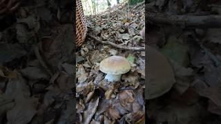 Boletus edulis, Porcino, Steinpilze #shorts #new #trending #foryou #nature #forest #wood #mushroom