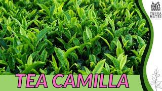 🫖 TEA CAMILLA Information, Description & More! (Camellia sinensis)