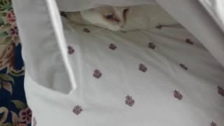 Julius and Kaspurr