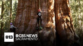 California researchers climb the world's largest tree