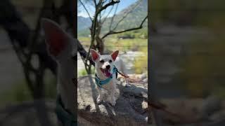 Video of adoptable pet named Albie