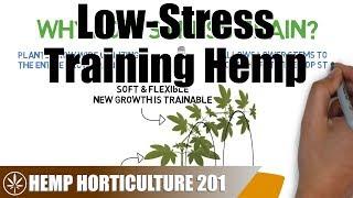 How To Low Stress Train (LST) Hemp