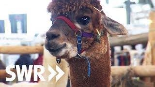 Heimtiermesse Animal in Stuttgart | SWR Treffpunkt