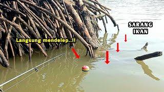 Don't underestimate..!! Tree roots like this are always a nest for predatory fish