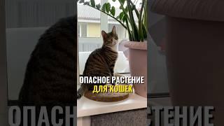 Опасное растение для кошек  #питомцы #кот #кошка #замиокулькас #растения