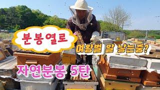 [교육용] 분봉열일으켜 자연분봉 5탄 여왕벌이 알을 낳을까요?