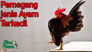 Ayam Terkecil Dengan Harga Terbesar | Ayam Sarama