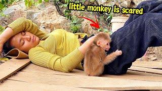 Poor little monkey was afraid of the monkey alone in the mountain when the single girl was sleeping