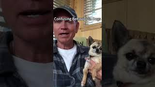 Confusing Behavior in Dogs#foryou #funny #cute #dog