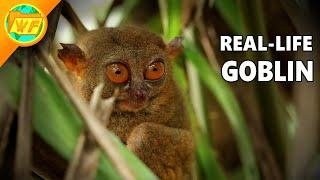 Philippine Tarsier: The World's Weirdest Primate