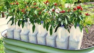 EASY Way to Grow Chilli Plants in Plastic Milk Bottles!