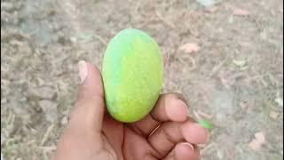 आम #video #viral #mango