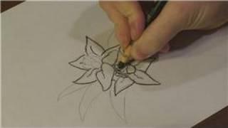 Nature Drawings : How to Draw West Virginia's State Flower