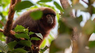 Meet the Monkeys at ZSL London Zoo